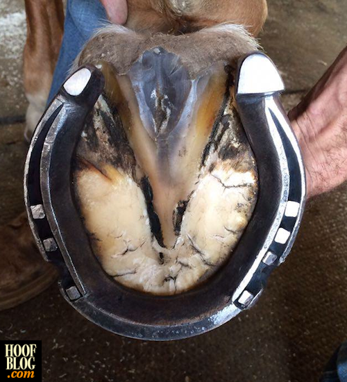 Fran Jurga`s Hoof Blog News from Hoofcare + Lameness Worshipful Company of Farriers Awards