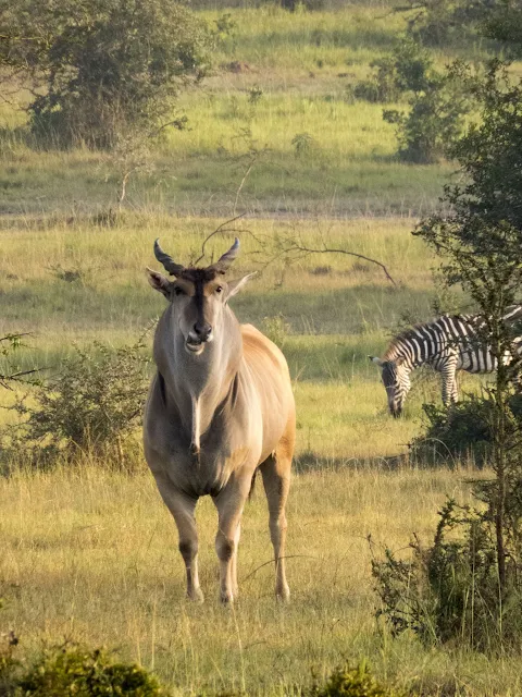 eland on a walking safari in Lake Mburo National Park in Uganda