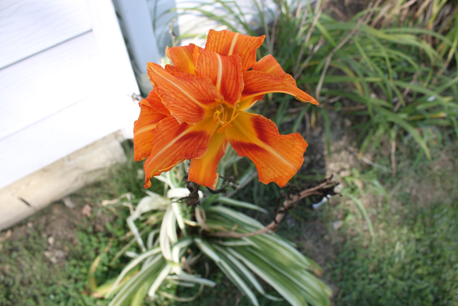 Lewis Daylily Garden Variegated daylilies.