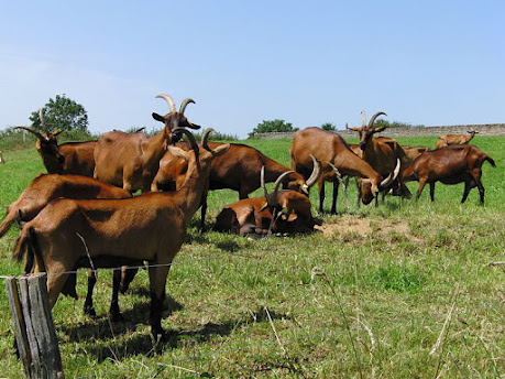 Kambing Alpine