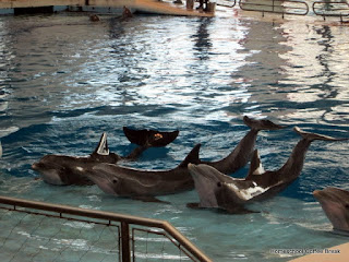 National Aquarium PhotoJournal (From the High School Lesson Book) on Homeschool Coffee Break @ kympossibleblog.blogspot.com