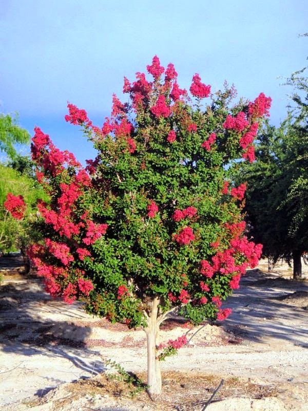 Xtremehorticulture of the Desert Leaves of Crepe Myrtle Yellowing