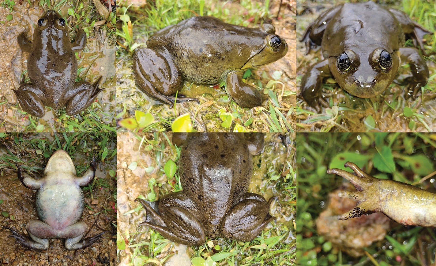 Species New to Science [Herpetology • 2021] Nanorana xuelinensis • A