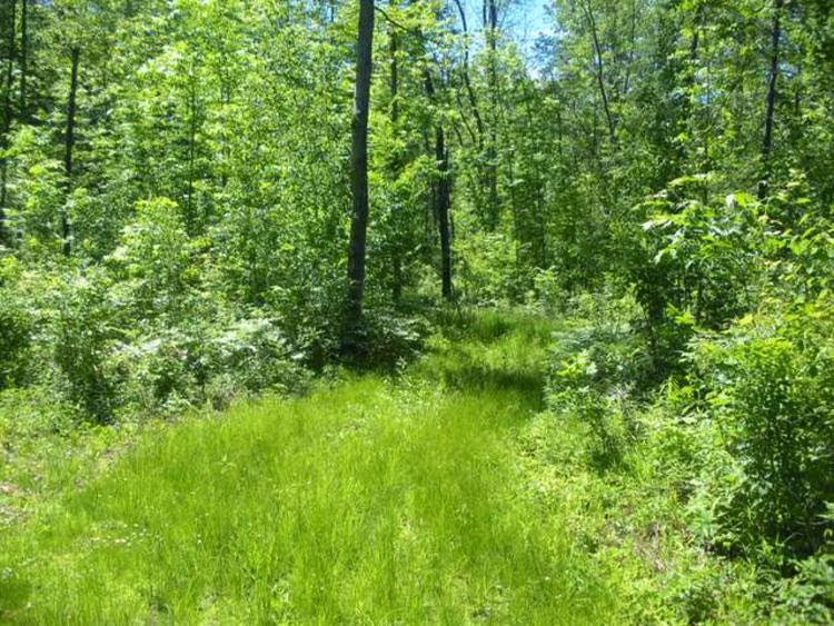 Gladwin Real Estate News 10 acres N M30, Gladwin MI SOLD