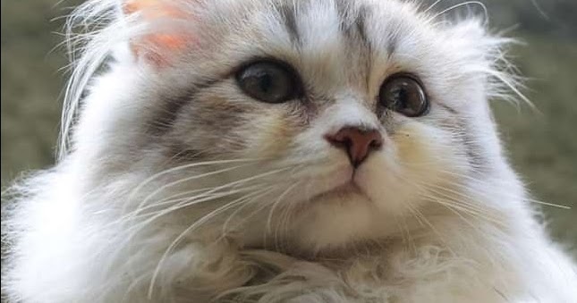 13 Cara Efektif Mengatasi Kucing Jamuran Paling Mudah Dilakukan Syilent
