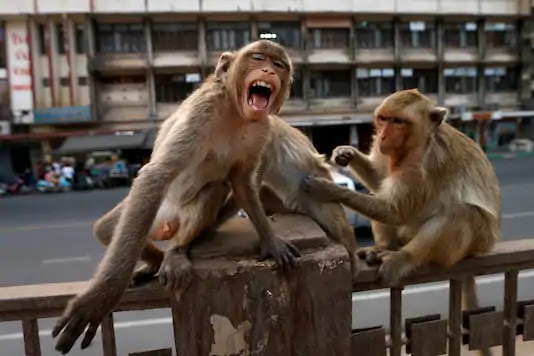 Monkeys run away with coronavirus test samples after attacking lab technician