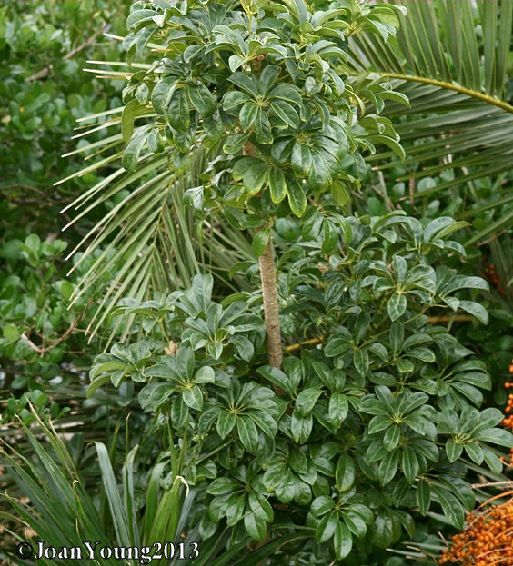 Natures World of Wonder Dwarf Umbrella Tree (Schefflera arboricola)