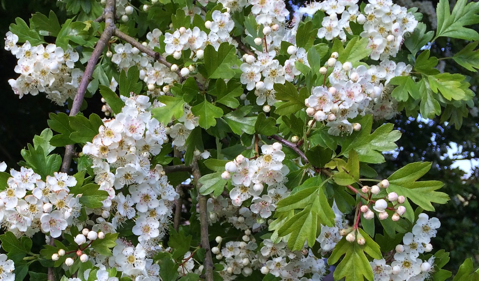 A Celtic Year in Brigit's Garden: 34. Hawthorn - May blossom