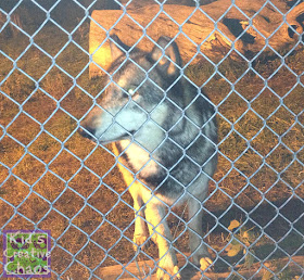 Wolf from Battleground Wolf Park.