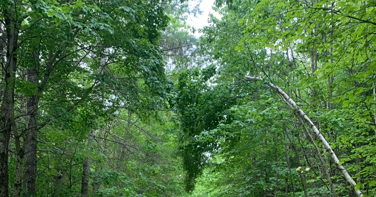 Androscoggin Riverlands State Park Loop (Turner, Maine) JCXC