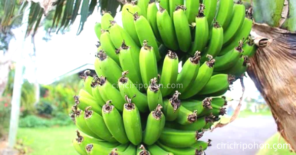 Pohon Pisang