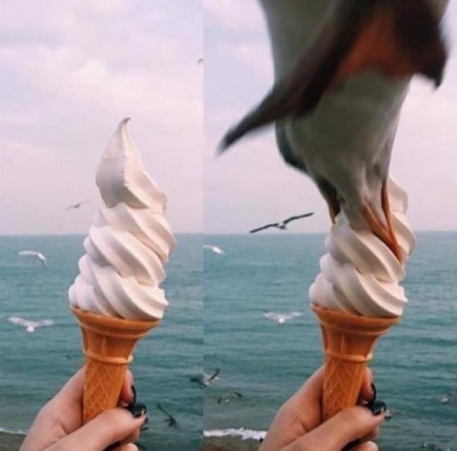 Witziges Urlaubsbild Möwe klaut Eiswaffel