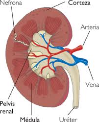 faudzil.blogspot.com: RENAL - Creatinine and Creatinine Clearance Blood