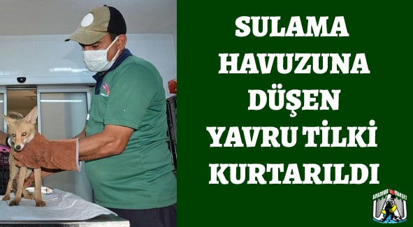 Sulama Havuzuna Düşen Yavru Tilki Kurtarıldı MERSİN,Mersin Büyükşehir Belediyesi,Mersin Haber,
