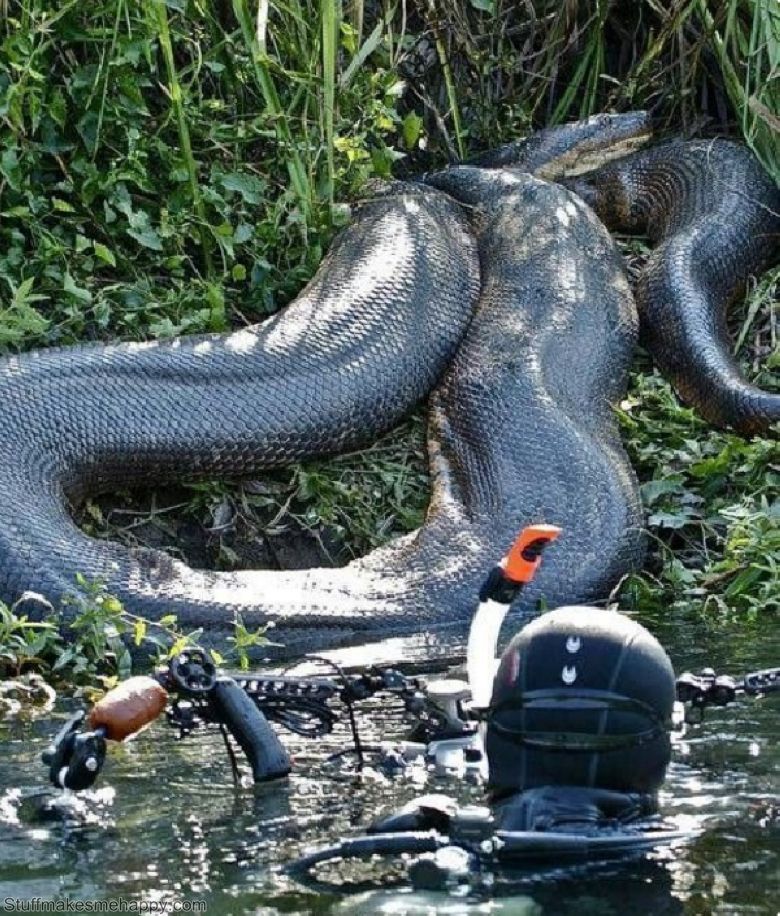 Сколько метров анаконда. Анаконда змея. Змея Анаконда гигантская. Водяной удав Анаконда. Гигантская Анаконда (eunectes murinus).