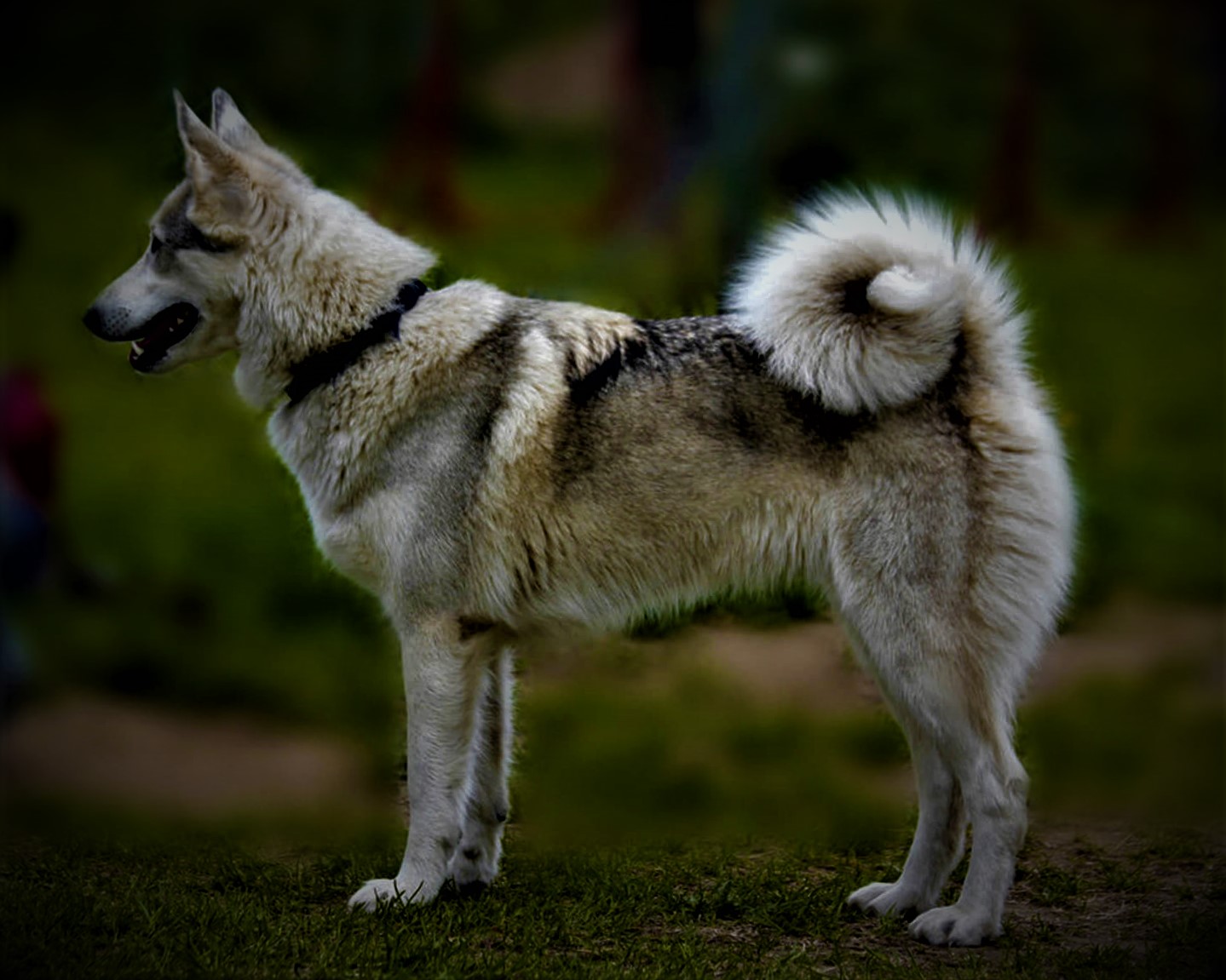 West Siberian Laika, Husky history, breed information, description