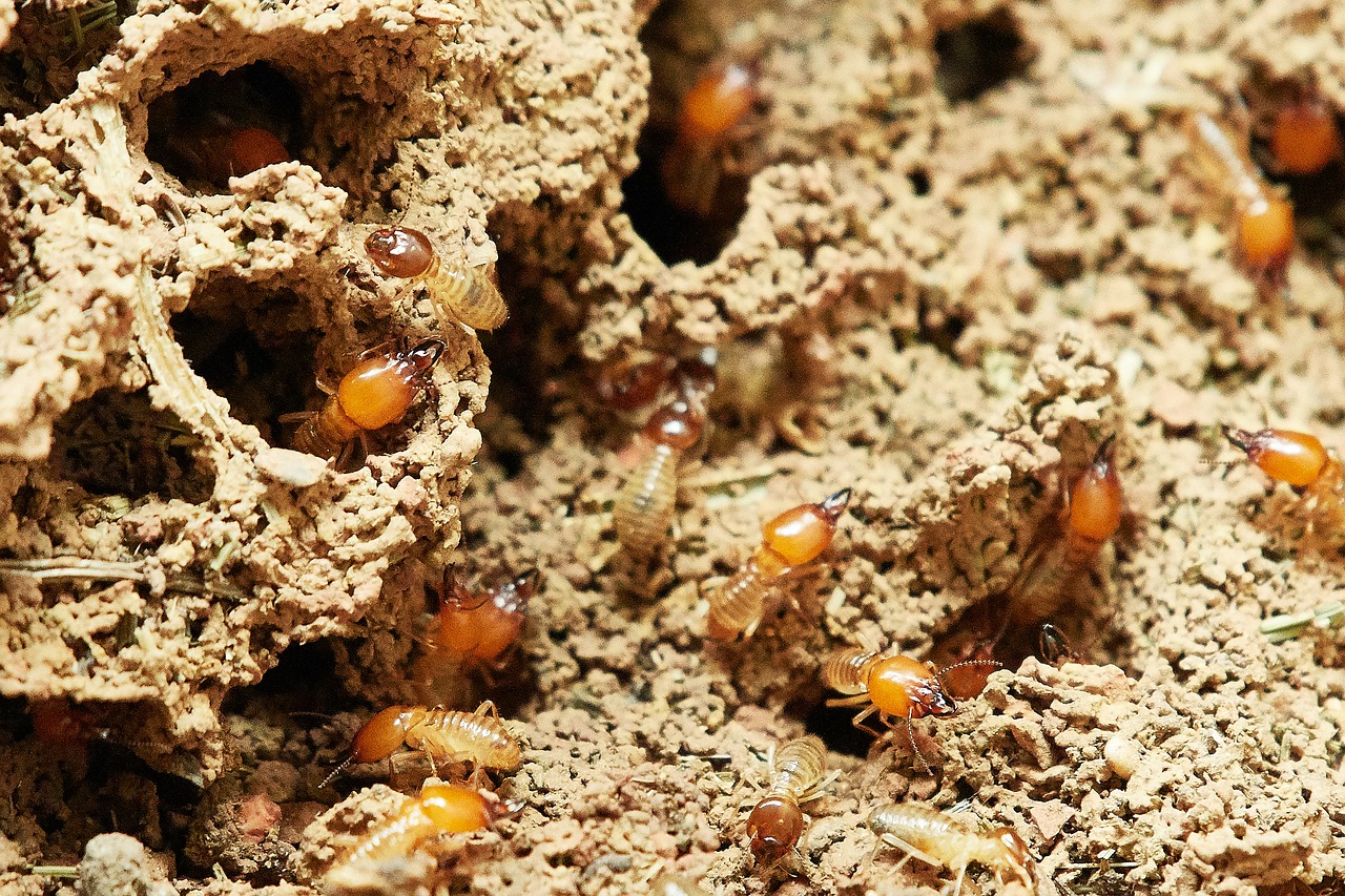 Types of Termites Triple A Pest Terminator Pest Control Quezon City