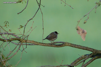 Tallarol de casquet (Sylvia atricapilla)