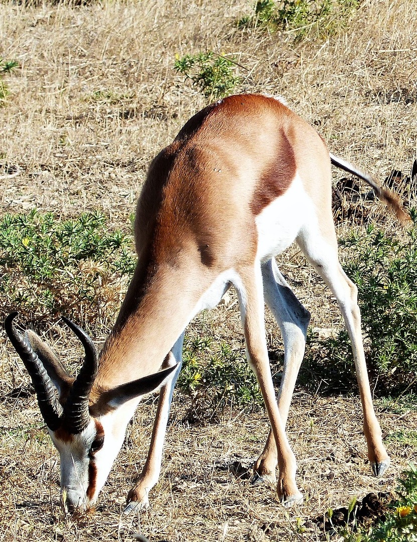 An antelope grazing on the savanna.