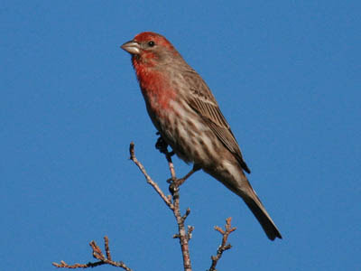 Photo of male House Finch on branch Photo of male House Finch on branch