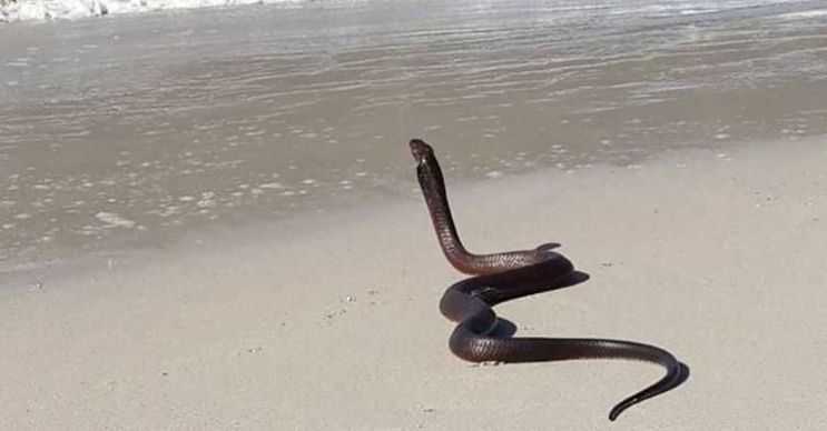 Camps Bay plajı kumsalında kobra yılanlarının gezdiği tehlikeli bir yerdir.