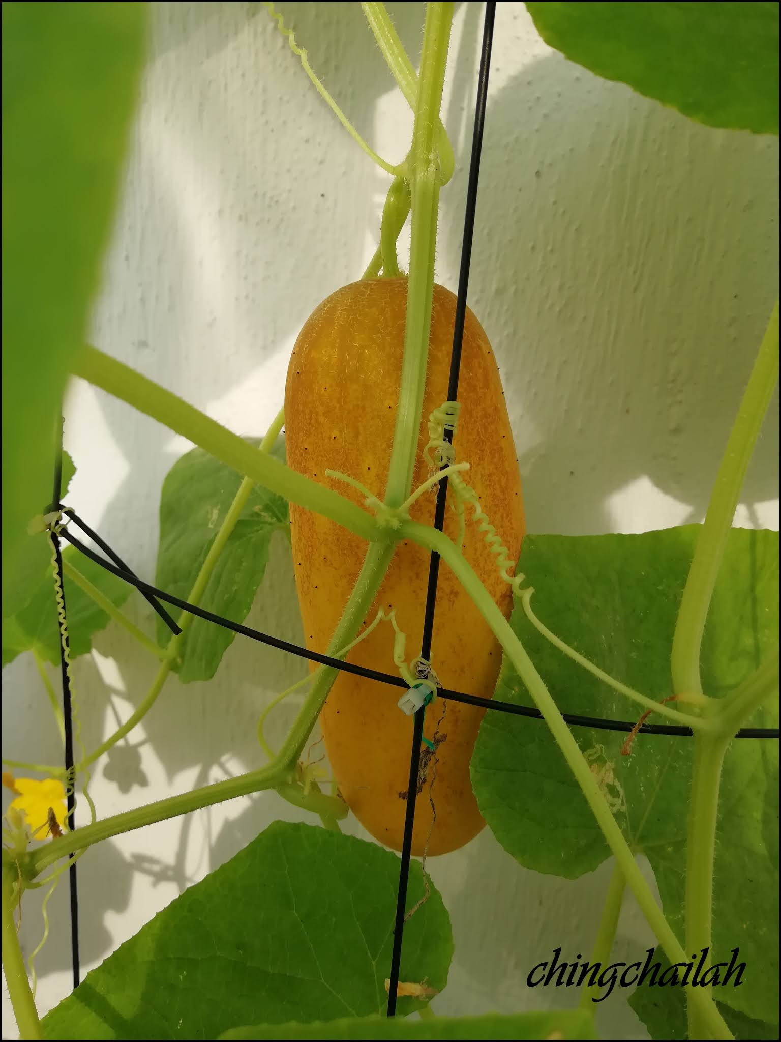 Simple Living In Nancy Growing Yellow Cucumber In My Garden