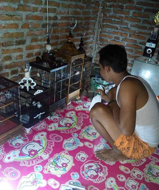 Manfaat dan cara mandi malam burung pleci