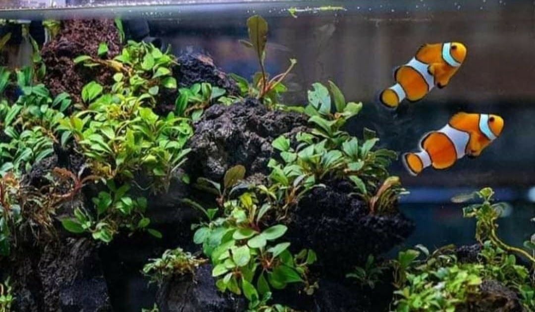 Fakta Ikan Badut, Menggemaskan Tapi Tidak Pandai Berenang? Fakta Ikan Badut, Menggemaskan Tapi Tidak Pandai Berenang?