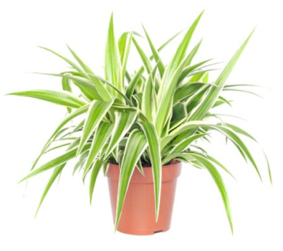 Spider Plant