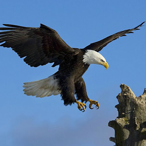 40 Lebih Foto  Burung Elang  Keren