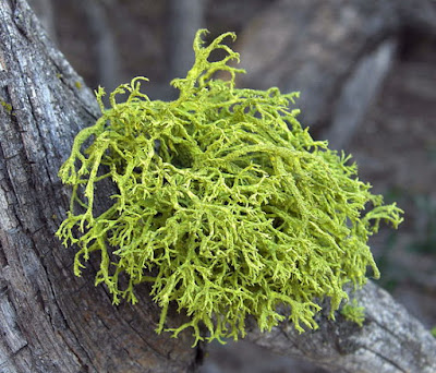 Lichens are far more complex than evolutionists thought, and their symbiotic relationships thwart Darwinian beliefs.