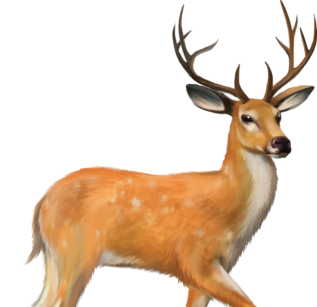 White-tailed deer Mule deer, deer, antler, mammal png by: pngkh.com ...