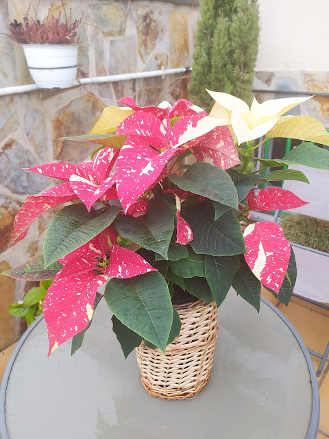 Flor de Pascua, pascuero o poinsettia (Euphorbia pulcherrima 'Superba Glitter').