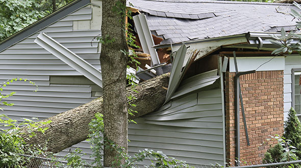Neighbors diseased tree fell on my home