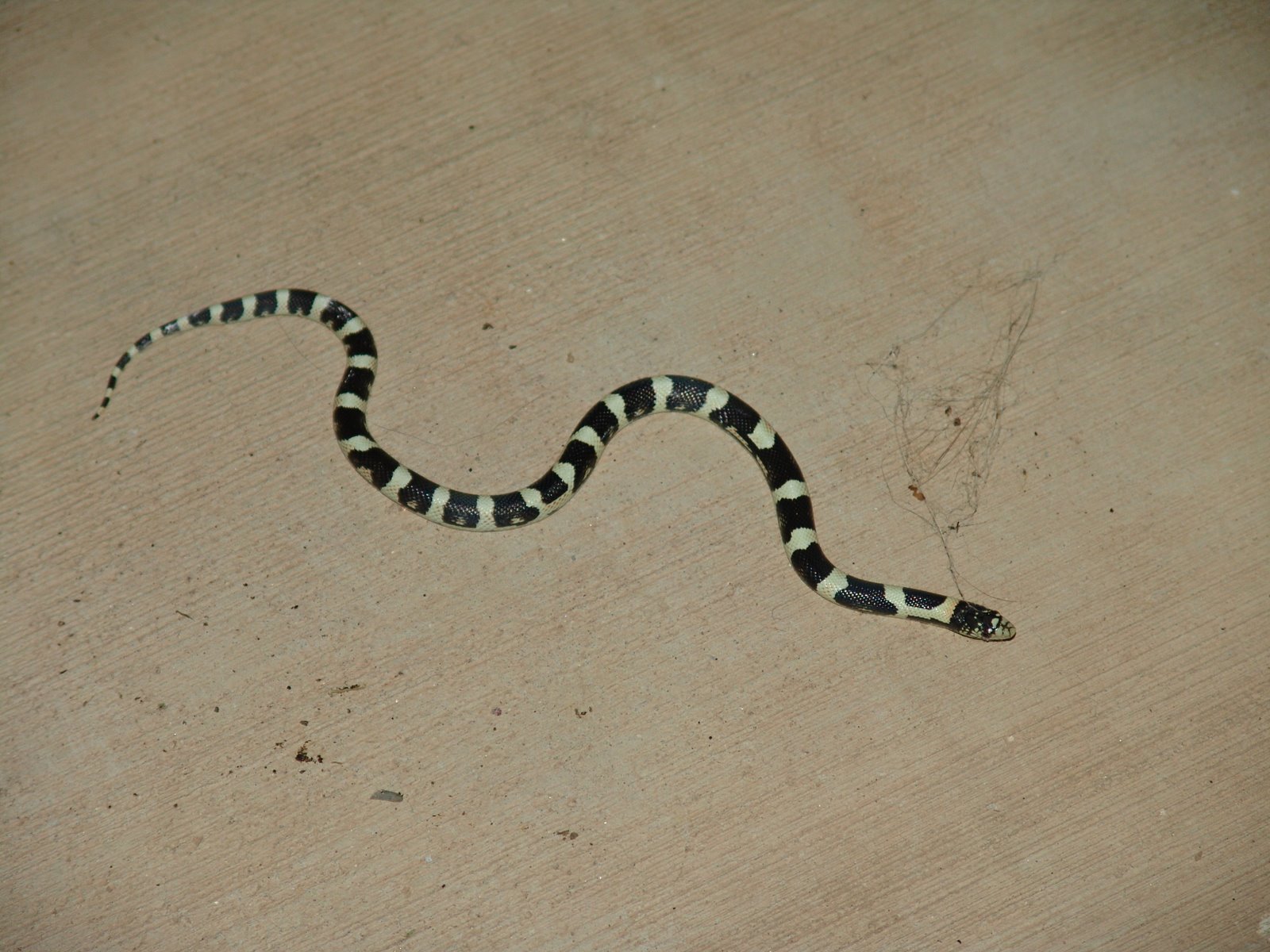 ETHNOBOTANY SLITHERING SNAKE SKY ISLAND SNAKES A SURPRISING SLITHER OF SPECIES