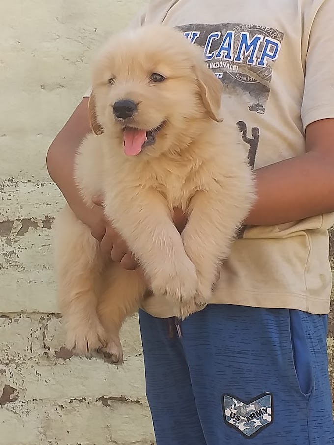 Golden Retriever Puppy in Chandigarh and Jalandhar