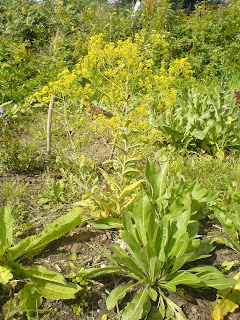 Fat Hen Wild Wool: Woad, wonderful woad... growing and dyeing