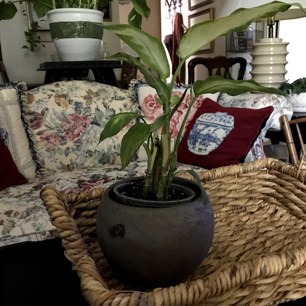 WHERE DO PLANTS GO? Simple and Serene Living