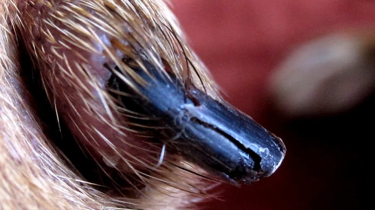 Dewclaw Dew Claw Injury Injury Choices