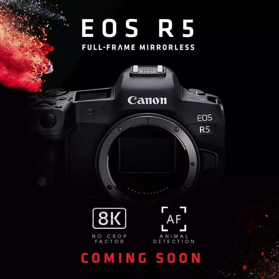 Michael Daniel Ho - The Wildlife Ho-tographer: New firmware for Canon
