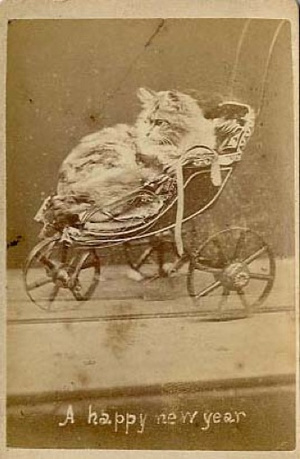 new year animals from 1900 creepy cat portraits in the early 1900s vintage everyday new year animals from 1900 creepy cat portraits in the early 1900s vintage everyday