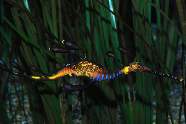 Морской дракон Phyllopteryx taeniolatus, обитающий в теплых водах Индийского океана близ Австралии и Тасмании Ta-graphy/Wikimedia Commons