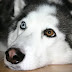14 Reasons To Prove That Husky Is The Most Friendly Dog