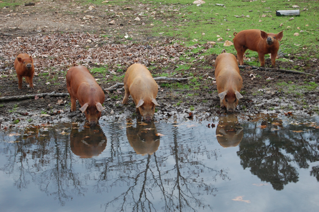 Pigs in the Pond Pasture
