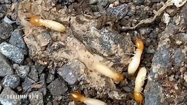 Comment traiter les termites souterrains installés dans les maisons, jardins et bâtiments divers