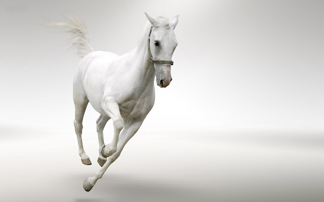 Fast running white horse