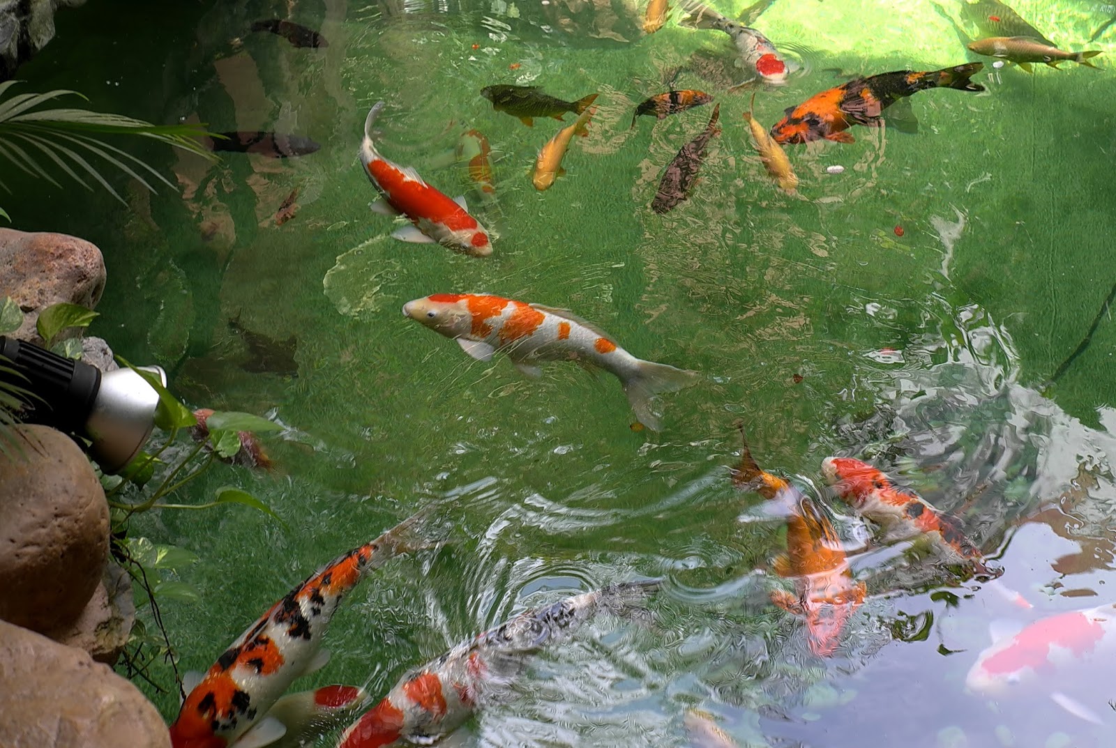 JE TunNel One of Top 10 largest Pet Shops in the World! CHEW THEAN