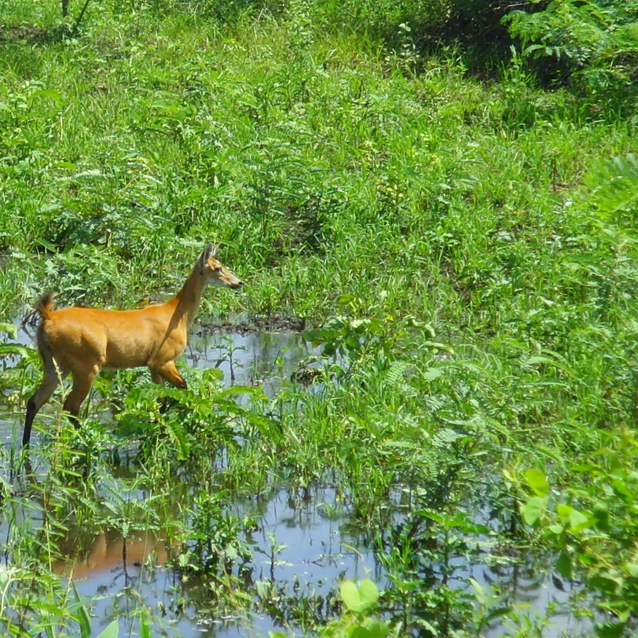deer in the pantanal wetlands of brazil
