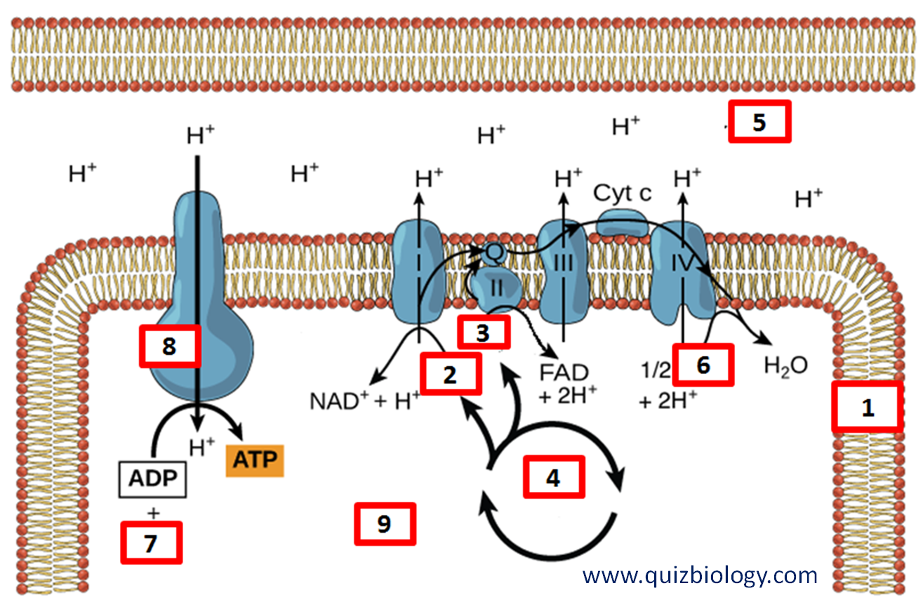 Diagram Quiz on Chemiosmosis and ATP synthesis