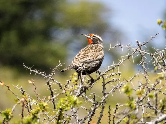 Birds of Patagonia: long tailed meadowlark